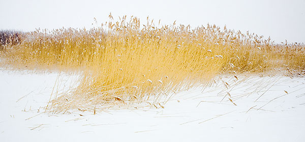 LONG POINT MARSH IN WINTER #2 - NORFOLK COUNTY - THE MARSH