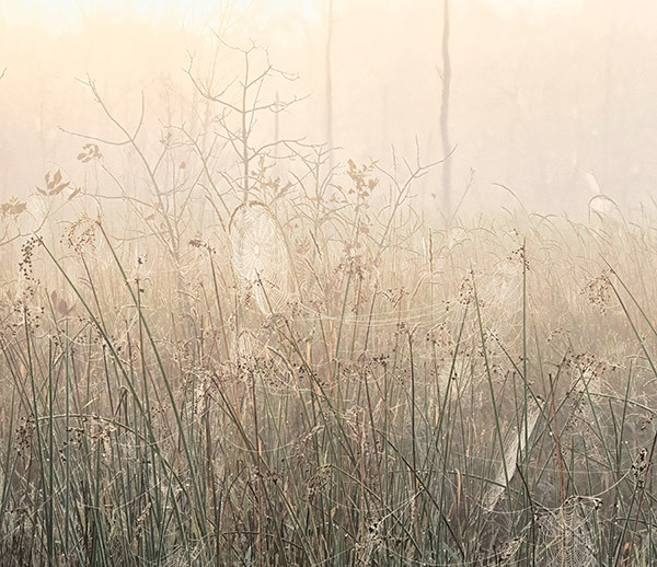 Crane Lake Fog--September Dawn - New Works