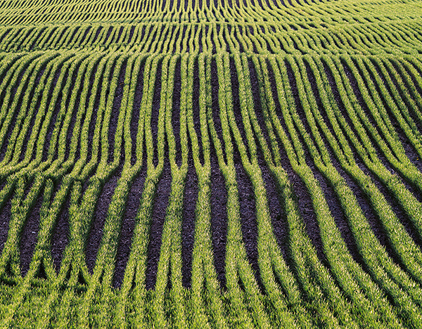 ROWS - NORFOLK COUNTY - SPRING