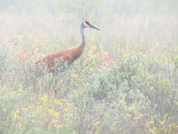 SANDHILL CRANE, CABOT HEAD - BRUCE COUNTY - KATHY'S TENSET, 2015