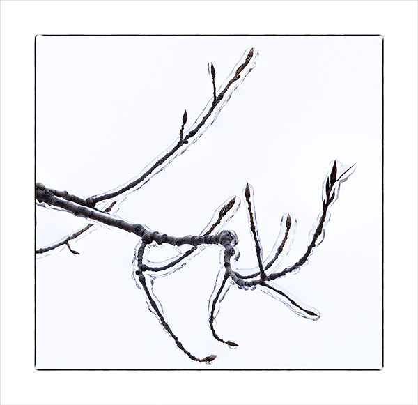 COTTONWOOD IN ICE - NORFOLK COUNTY - WINTER