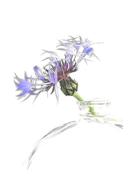 CORNFLOWER - PORT RYERSE - FLORAL EXPRESSIONS