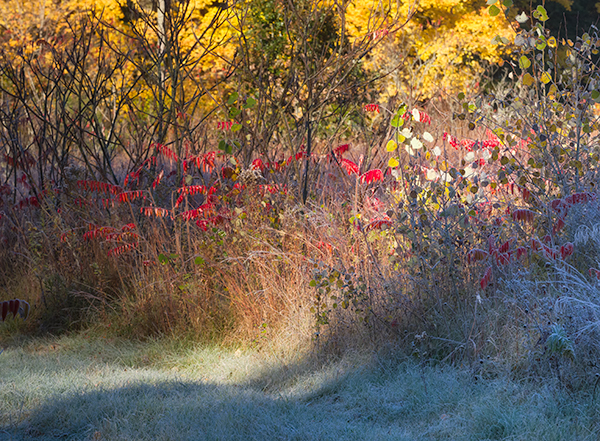 Autumn Light - THE BUG FARM PROJECT