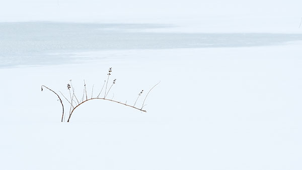 WINTER GESTURE - NORFOLK COUNTY - WINTER