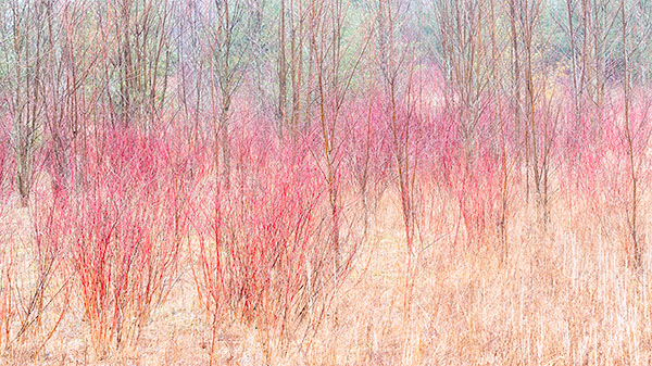 DOGWOOD IN RAIN - NORFOLK COUNTY - SPRING