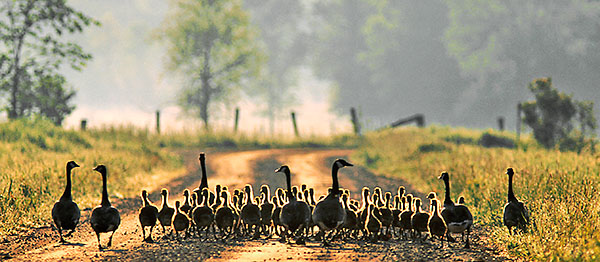 GAGGLE - BRUCE COUNTY - PHOTO STORAGE
