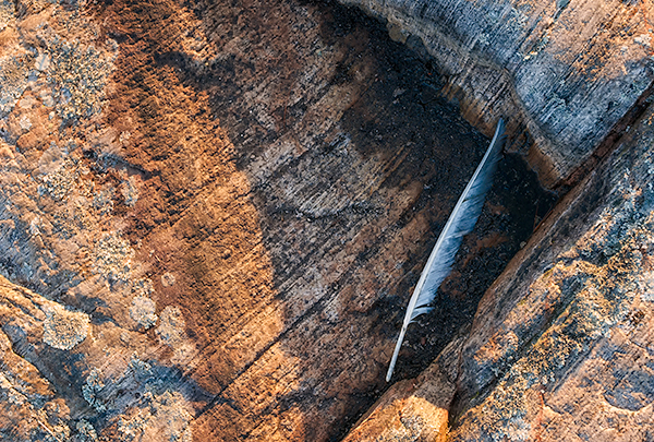 FEATHER - FRANKLIN ISLAND - FRANKLIN ISLAND, NORTH -  GEORGIAN BAY