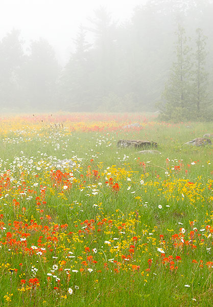 MEADOW IN FOG - BRUCE PENINSULA - THE LAND