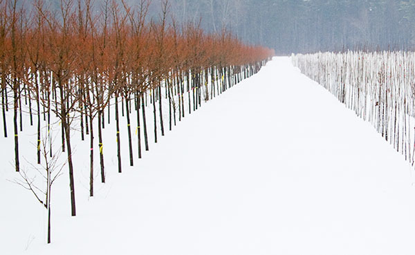 TREE FARM #1 - NORFOLK COUNTY - WINTER