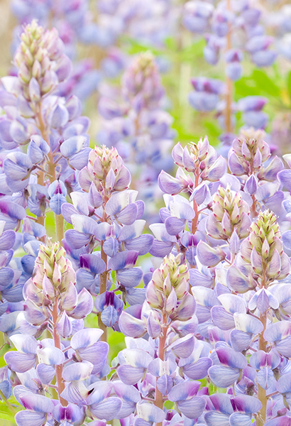 Native Lupines - THE BUG FARM PROJECT