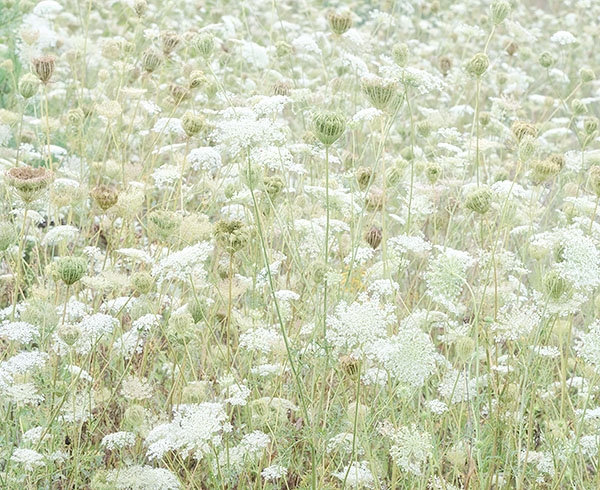 QUEEN ANNE'S LACE, 2017 - NORFOLK COUNTY - SUMMER