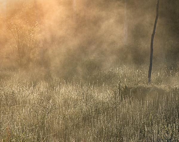 Rising Mist #2 - Crane Lake Wetlands
