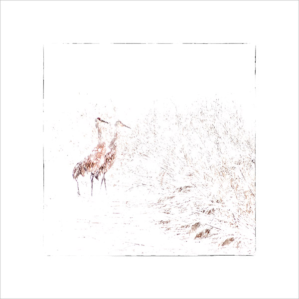 SANDHILL CRANES - BIG CREEK MARSH - LARRY'S TENSET, 2015