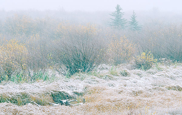 FIRST SNOW - BANFF - THEREABOUTS