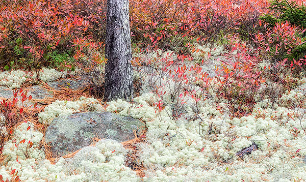 LICHEN & FOLIAGE- ACADIA NP, MAINE - EAST COAST, OCTOBER, 2014