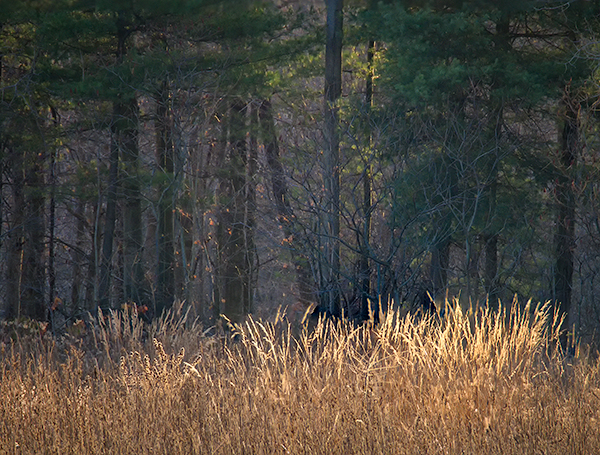 NOVEMBER GRASS #2- NORFOLK COUNTY - THE MEADOW PROJECT