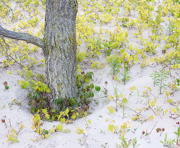 TREES WEEK #23 - 52 WEEKS - AN ENCOUNTER WITH TREES