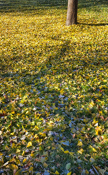 TREES WEEK #47 - 52 WEEKS - AN ENCOUNTER WITH TREES