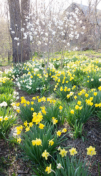 MAY GARDEN - PORT RYERSE - PORT RYERSE