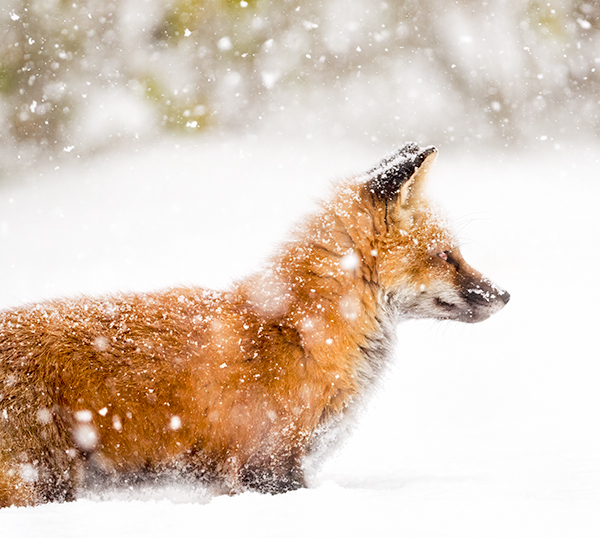Red Fox In Snow #2 - Foxes of Port Ryerse