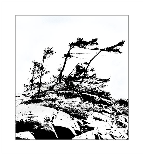 WIND BLOWN TREES - FRANKLIN ISLAND - FRANKLIN ISLAND, NORTH -  GEORGIAN BAY