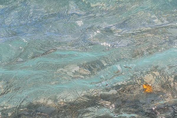 CARRIED AWAY #1 - OCTOBER, 2018 - THE BRUCE, OCTOBER 2018