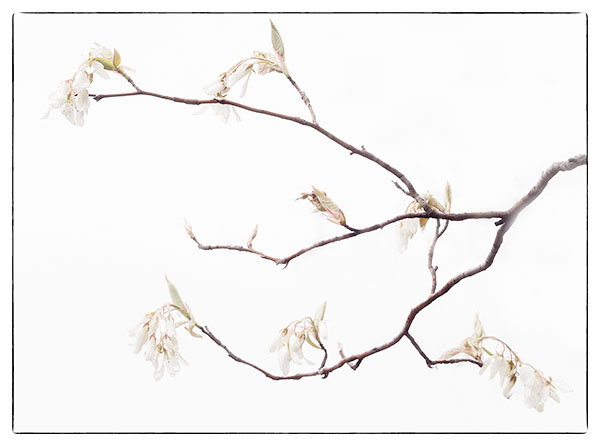 SERVICEBERRY BLOSSOMS #2 -  NORFOLK COUNTY - SPRING