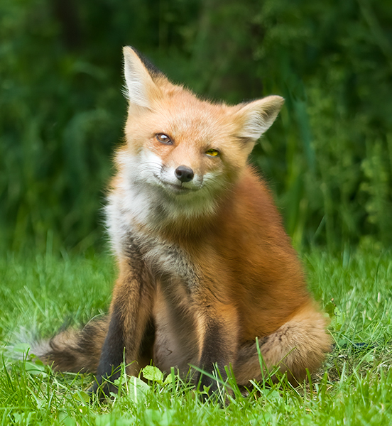 Red Fox Kit #2 - Foxes of Port Ryerse