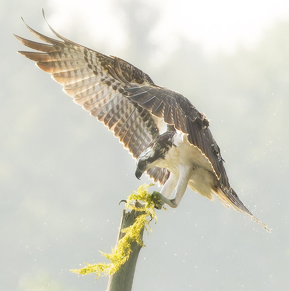 Osprey Landing - New Works