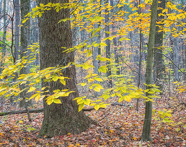 BEECH SWEEP - BACKUS WOODS - BACKUS WOODS- NORFOLK COUNTY