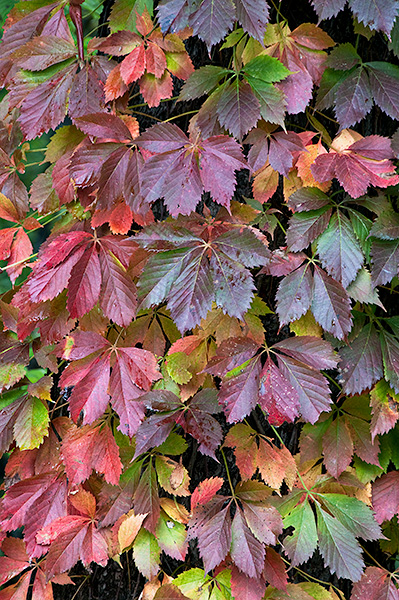 VIRGINIA CREEPER - NORFOLK COUNTY - AUTUMN