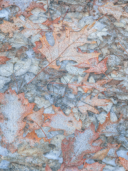 UNDER ICE #13 - BACKUS WOODS, NORFOLK COUNTY - BACKUS WOODS- NORFOLK COUNTY