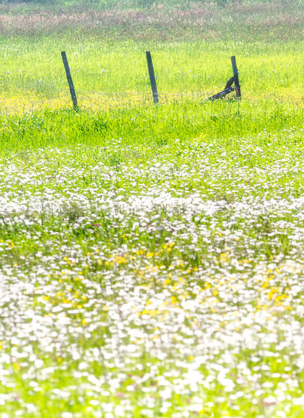 JUNE MEADOW #2, 2017 - BRUCE COUNTY - JUNE 2017