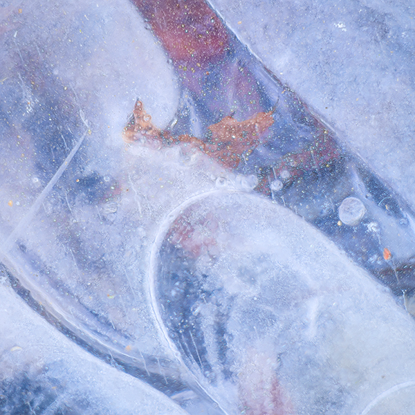UNDER ICE #15 - BACKUS WOODS, NORFOLK COUNTY - BACKUS WOODS- NORFOLK COUNTY