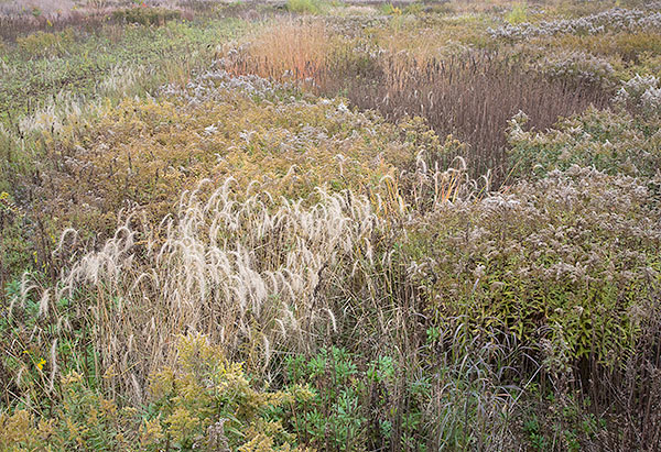OCTOBER MEADOW #1- NORFOLK COUNTY - THE MEADOW PROJECT