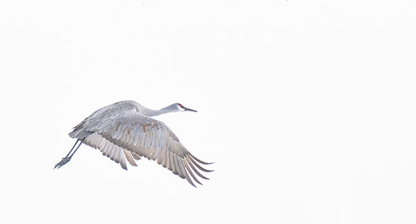 Sandhill Crane in Flight - New Works