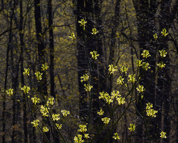 SPRING GREEN - BLUE RIDGE PARKWAY, VA - SOUTH CAROLINA