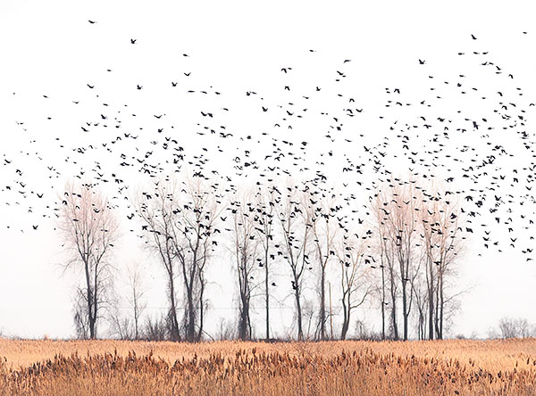 BLACKBIRD MIGRATION #1 - LONG POINT - LARRY'S TENSET, 2013