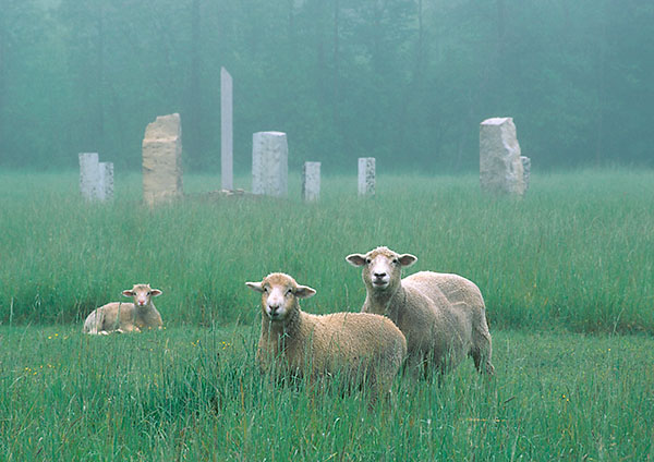 SHEEP - GREY COUNTY ONTARIO - CREATURES