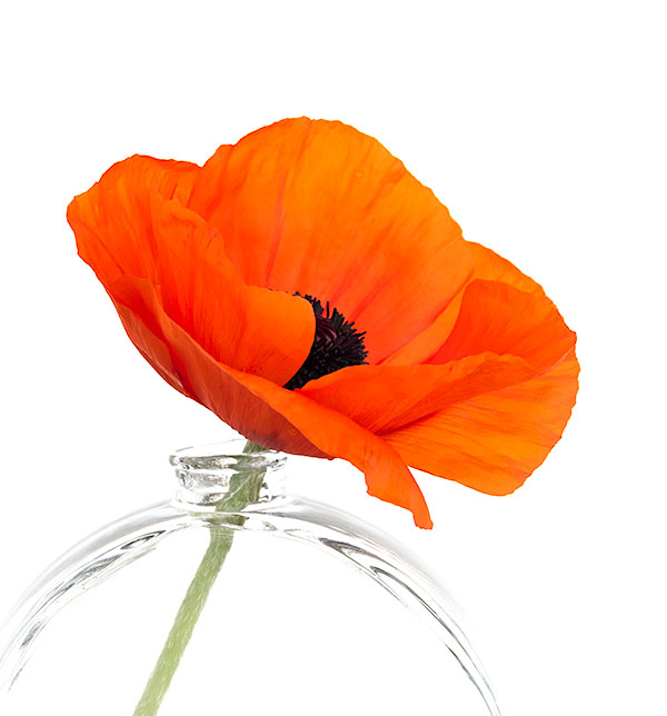 POPPY IN CLEAR VASE - PORT RYERSE - FLORAL EXPRESSIONS