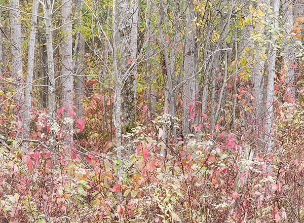 Bruce Peninsula-October Trees - New Works