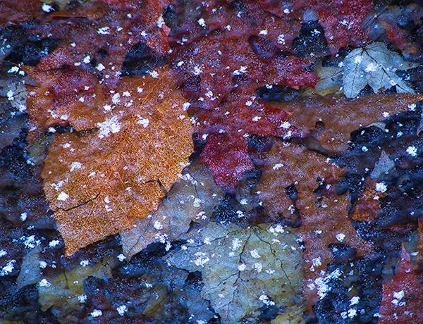 DECEMBER, BACKUS WOODS  #5 - WATERFORD SHOW, NOVEMBER 2018