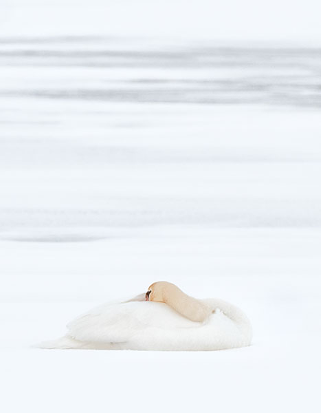 MUTE SWAN IN WINTER, INNER BAY - LONG POINT - AT HOME
