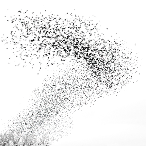 Blackbird Murmuration #2 - My Book of Birds
