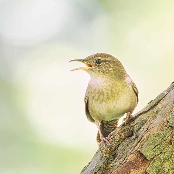 HOUSE WREN #2, 2018- PORT RYERSE - CREATURES