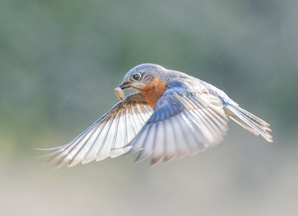 Bringing Home The Bacon - My Book of Birds
