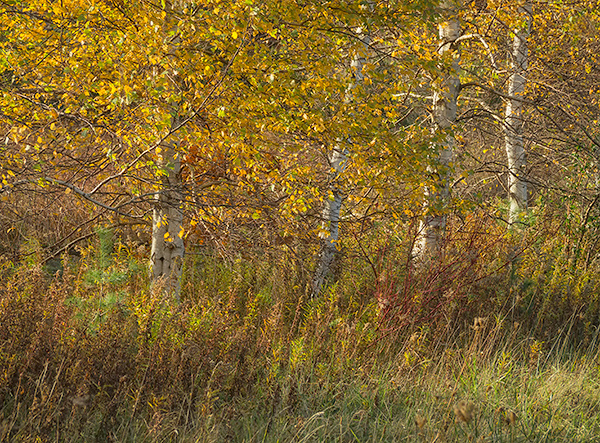 FOUR BIRCHES - NORFOLK COUNTY - AUTUMN