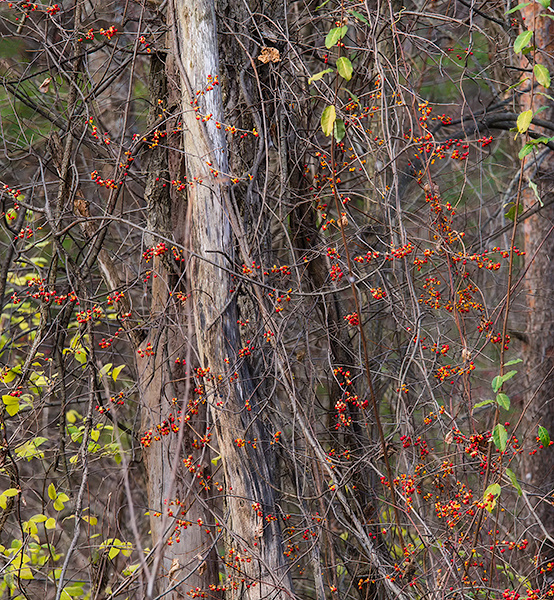 BITTERSWEET - NORFOLK COUNTY - AUTUMN