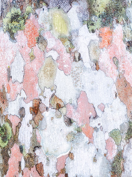 PALM BARK DETAIL - LAS TERRAZAS - CUBA