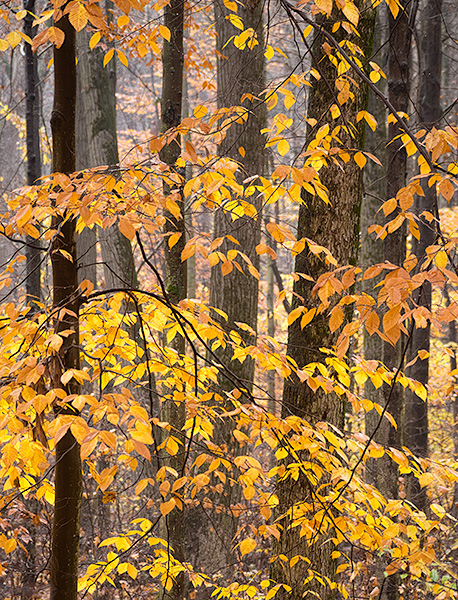 BACKUS WOODS #3, OCTOBER 2014 - NORFOLK COUNTY - KATHY'S TENSET, 2014